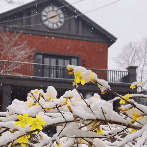 无论春天多么寒冷，也抵挡不住春的苏醒，校园内的一场春雪，不期而遇，雪落